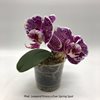 Phal. Leopard Prince x Ever Spring Spot